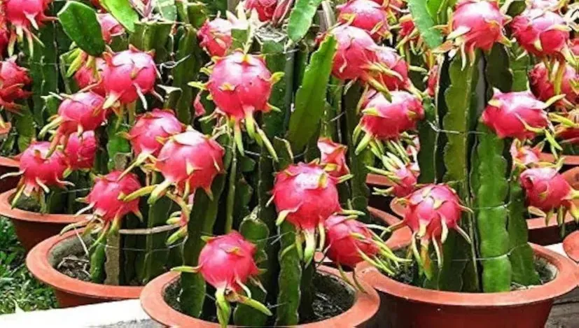 Rooftop Dragon Fruit Farming 1.png