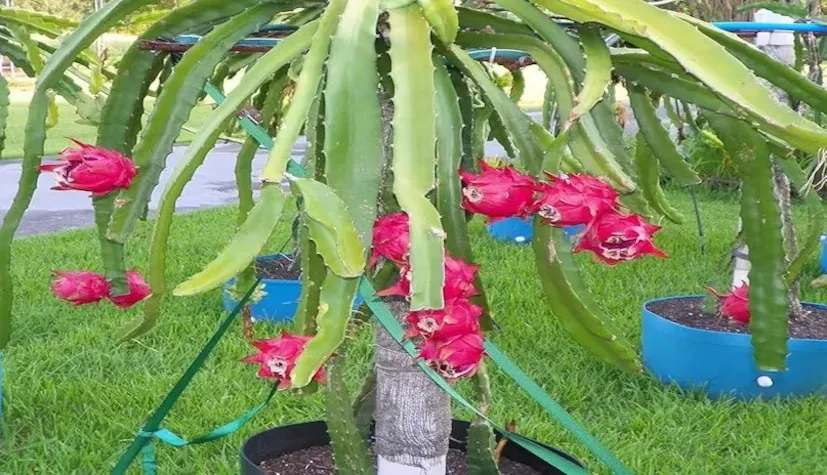 Rooftop Dragon Fruit Farming 2.png