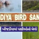 khijadiya bird sanctuary