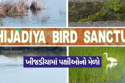 khijadiya bird sanctuary