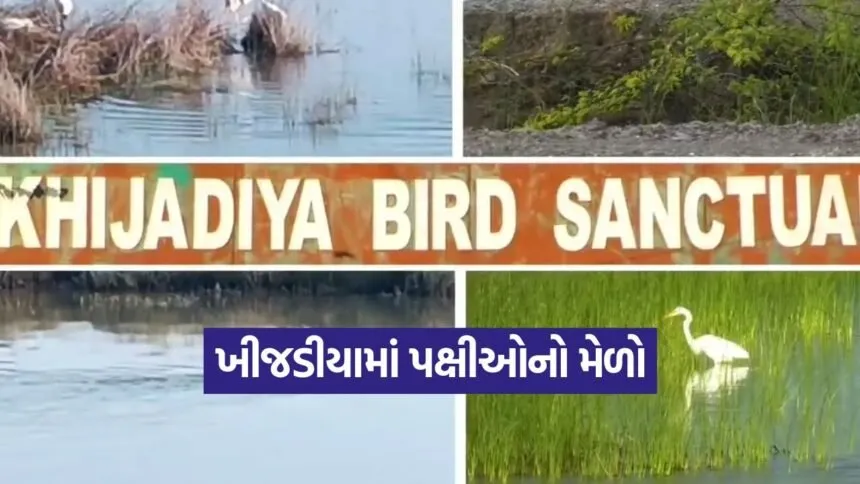 khijadiya bird sanctuary