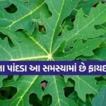 papaya leaves