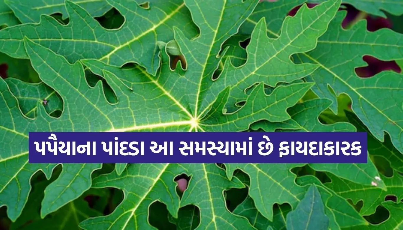 papaya leaves
