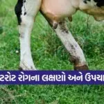livestock footrot disease 1