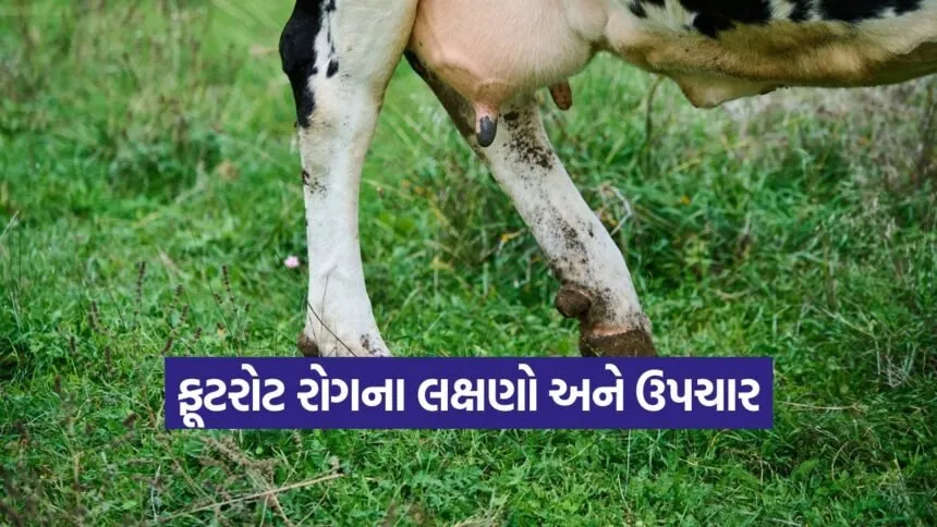 livestock footrot disease 1