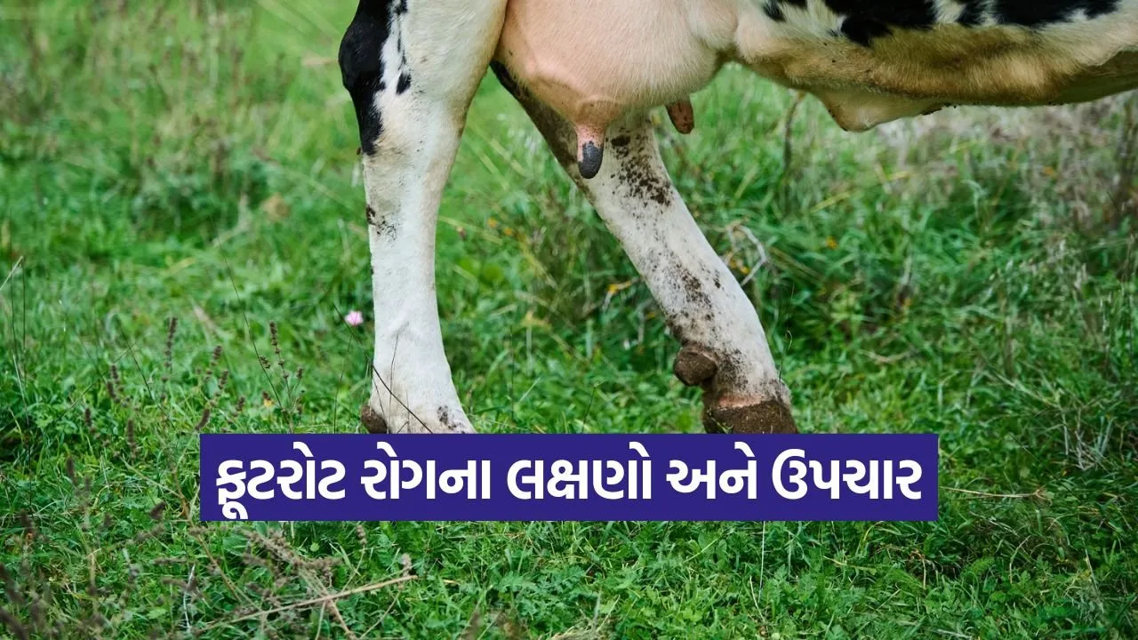 livestock footrot disease 1.jpg