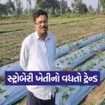 strawberry farming 1