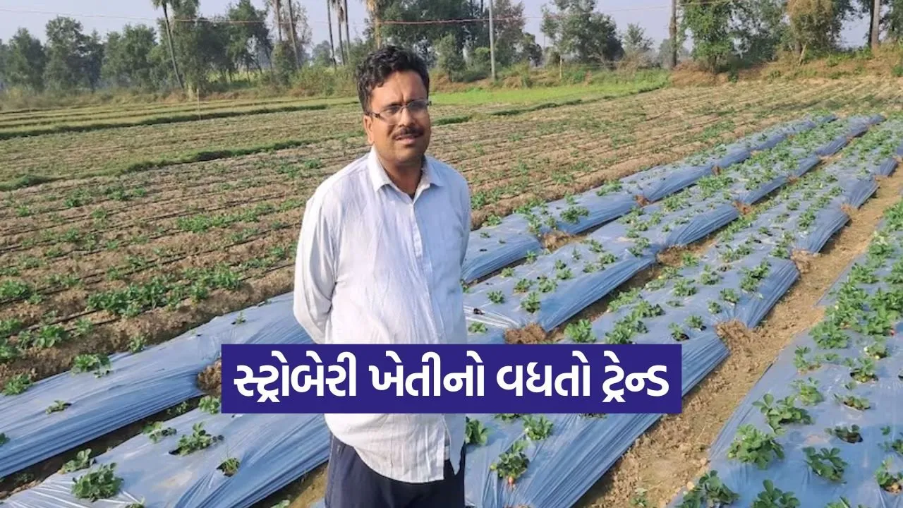 strawberry farming 1.jpg