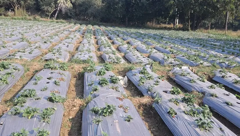 સ્ટ્રોબેરી અને મશરૂમની ડબલ આવક: બિહારના દીપક બન્યા યુવા ખેડૂતો માટે પ્રેરણા 3 strawberry farming 1.png