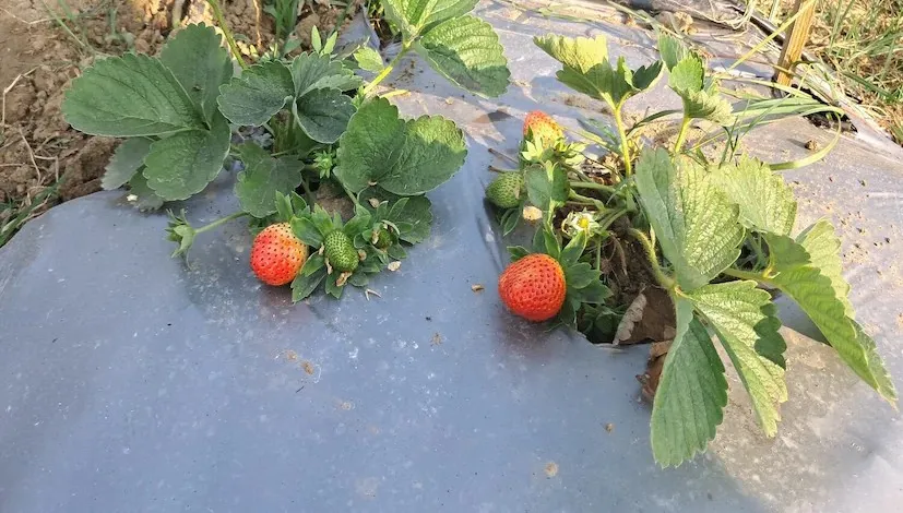 સ્ટ્રોબેરી અને મશરૂમની ડબલ આવક: બિહારના દીપક બન્યા યુવા ખેડૂતો માટે પ્રેરણા 2 strawberry farming 2.png