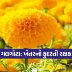 Marigold Farming Benefits 1