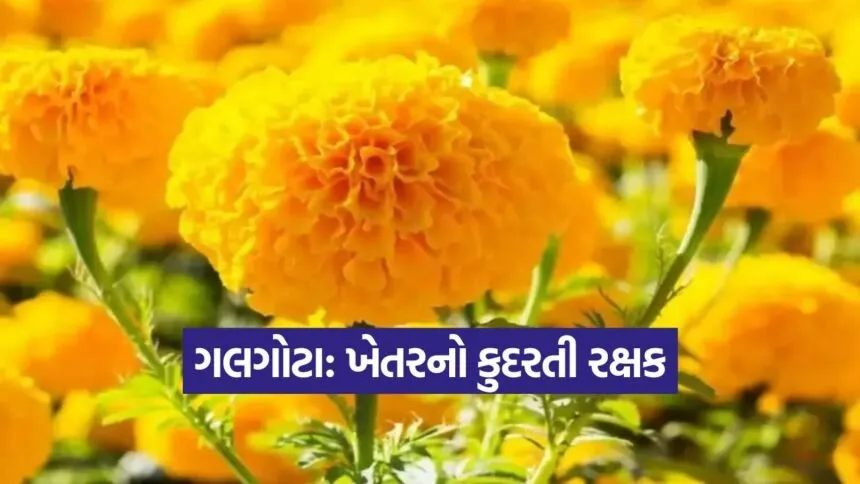 Marigold Farming Benefits 1