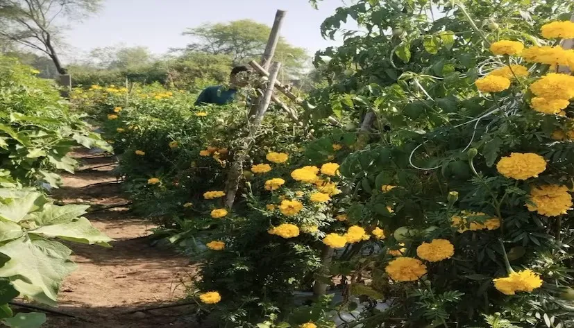 ઓછા ખર્ચે ગલગોટાની વાવણીથી ખેડૂતોને ડબલ આવકનો લાભ 3 Marigold Farming Benefits 1.png