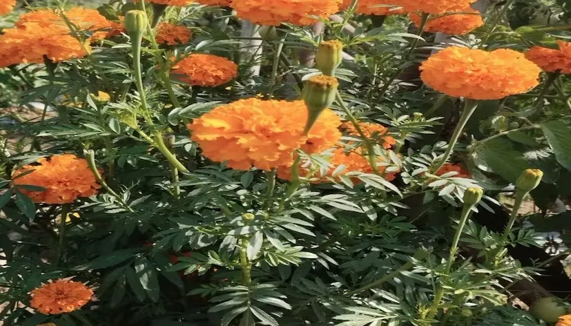 ઓછા ખર્ચે ગલગોટાની વાવણીથી ખેડૂતોને ડબલ આવકનો લાભ 2 Marigold Farming Benefits 2.png