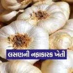 Garlic Farming Method 1