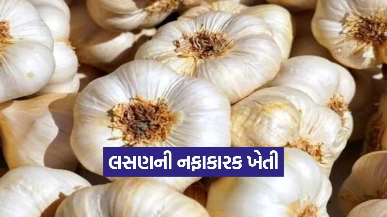 Garlic Farming Method 1.jpg