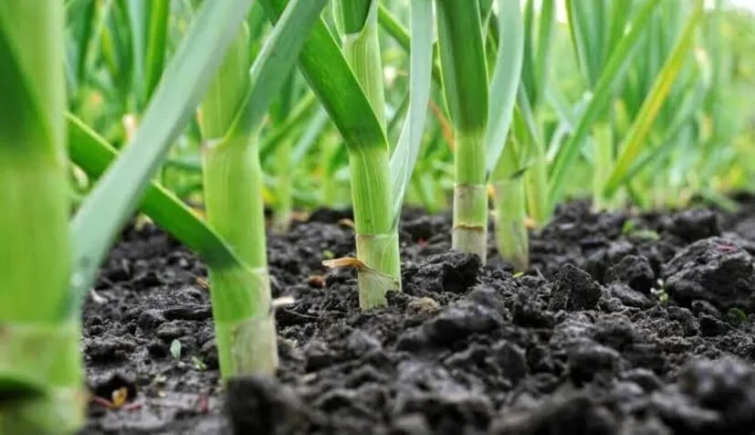 લસણને કેમ કહે છે સફેદ સોનું: વધારે નફો આપતી વૈજ્ઞાનિક ખેતી 2 Garlic Farming Method 1.png