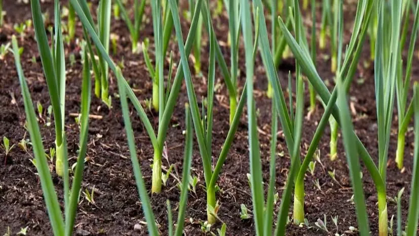 લસણને કેમ કહે છે સફેદ સોનું: વધારે નફો આપતી વૈજ્ઞાનિક ખેતી 3 Garlic Farming Method 2.png