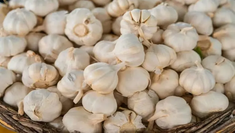 શિયાળામાં શરુ કરો આ છ પાક: ઓછા ખર્ચે વધુ નફો મેળવનારી ખેતી 2 Winter Profit Crops 1.png