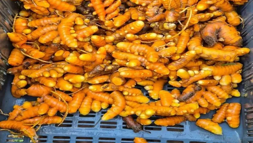 શિયાળામાં શરુ કરો આ છ પાક: ઓછા ખર્ચે વધુ નફો મેળવનારી ખેતી 3 Winter Profit Crops 3.png