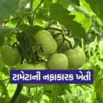 Tomato Farming Method 1