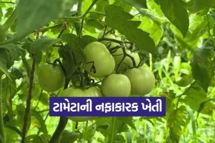 Tomato Farming Method 1