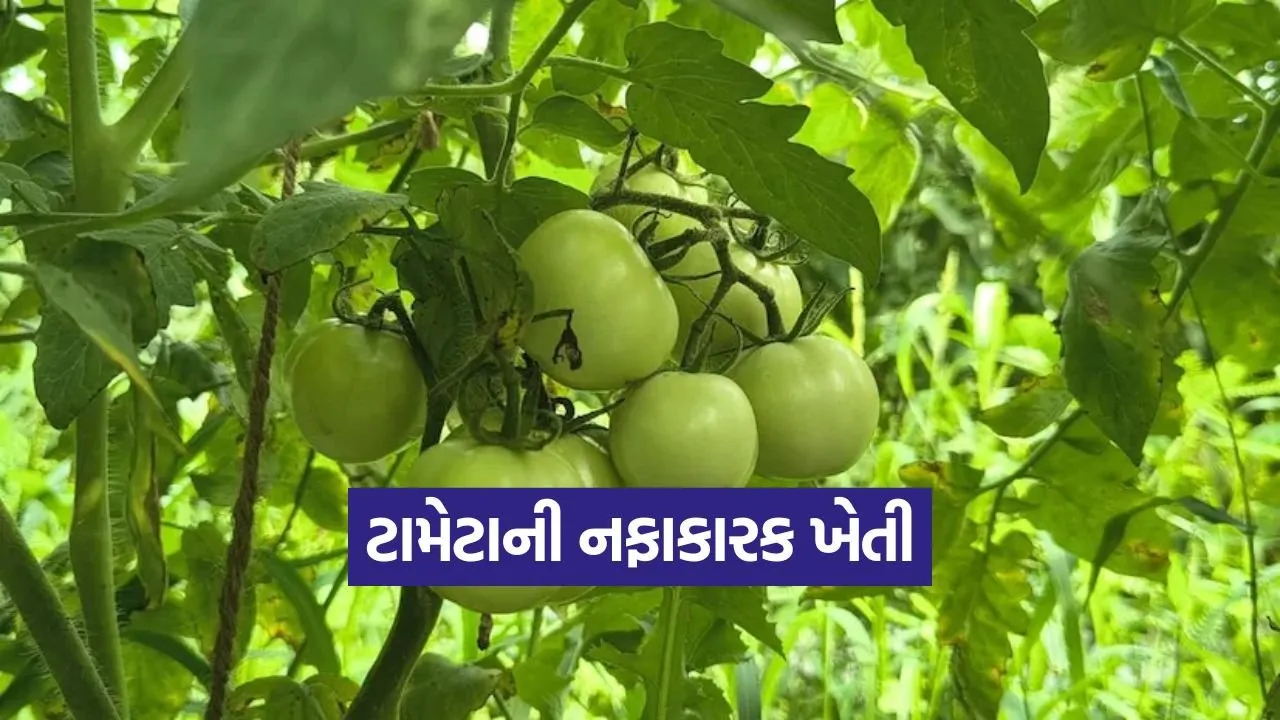 Tomato Farming Method 1.jpg