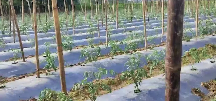 ટામેટાની આધુનિક ખેતી: ભાવનગરના ખેડૂતો માટે નવા અવસર 2 Tomato Farming Method 2.png