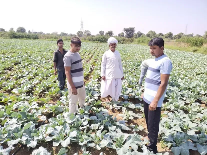 બનાસકાંઠાના ખેડૂતની આગોતરી ખેતીથી વર્ષે લાખોની કમાણી, યુવા ખેડૂતો માટે પ્રેરણાસ્રોત 2 Early Crop Cultivation Model 1.png