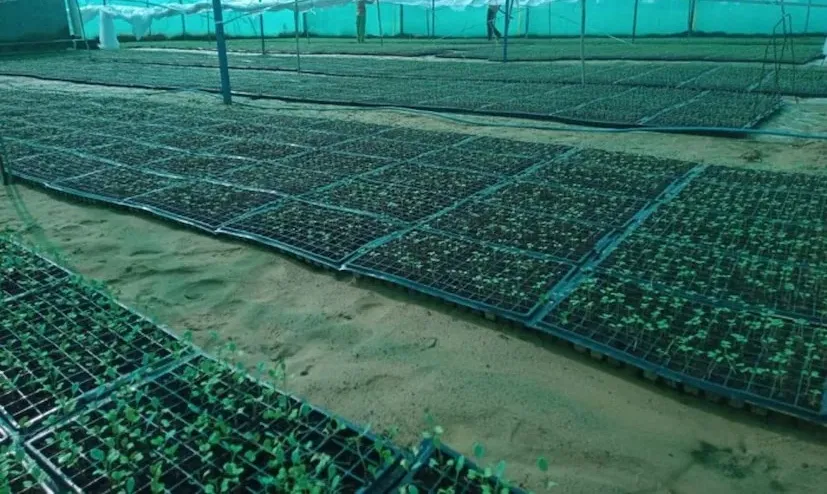 બનાસકાંઠાના ખેડૂતની આગોતરી ખેતીથી વર્ષે લાખોની કમાણી, યુવા ખેડૂતો માટે પ્રેરણાસ્રોત 3 Early Crop Cultivation Model 2.png