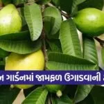 Guava Gardening Tips 1