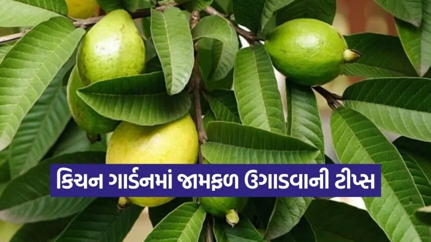 Guava Gardening Tips 1