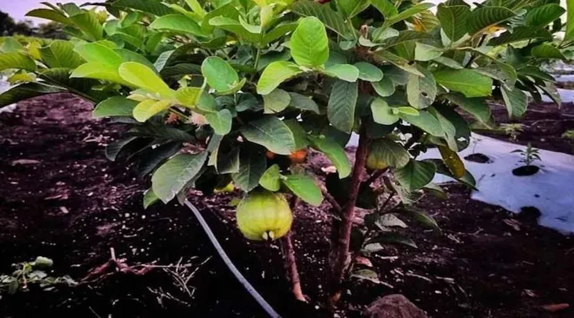 ઘરના બગીચામાં જામફળના સ્વસ્થ અને ફળદાર છોડ માટે સંપૂર્ણ માર્ગદર્શિકા 2 Guava Gardening Tips 1.png