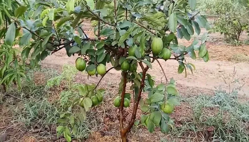 ઘરના બગીચામાં જામફળના સ્વસ્થ અને ફળદાર છોડ માટે સંપૂર્ણ માર્ગદર્શિકા 3 Guava Gardening Tips 2.png