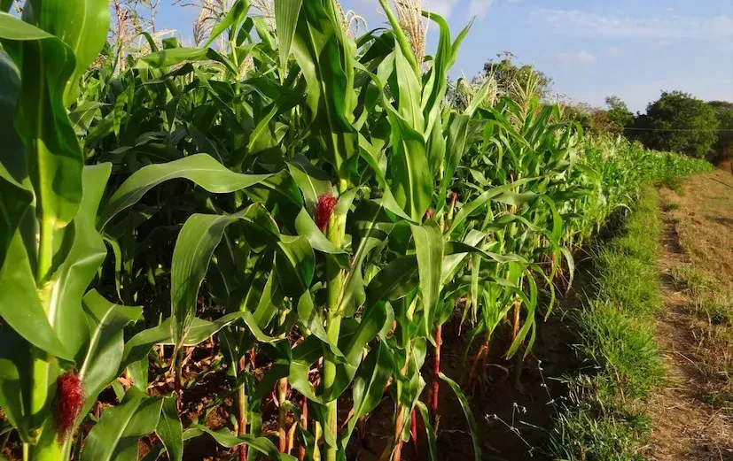 શિયાળામાં કેળા અને અન્ય પાકને જંગલી ઘાસથી બચાવવાની અસરકારક કૃષિ પદ્ધતિઓ 3 Winter Crop Care 1.png