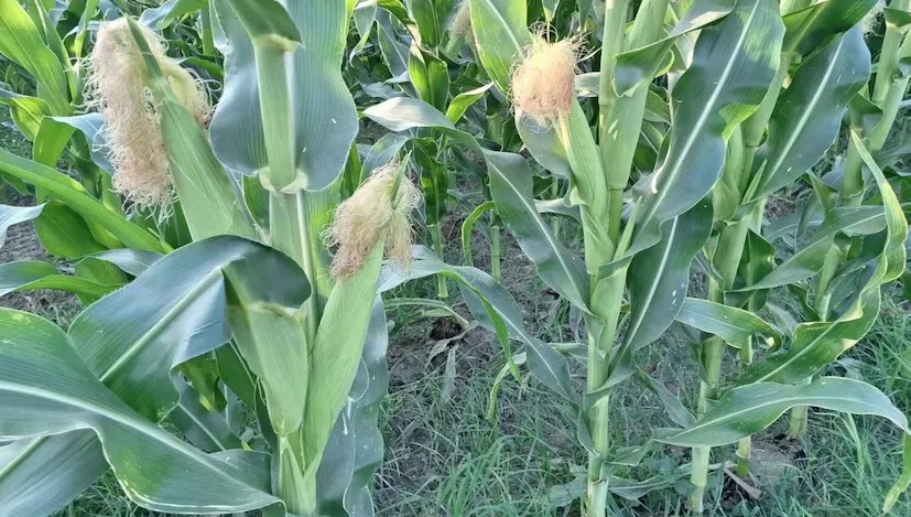 શિયાળામાં કેળા અને અન્ય પાકને જંગલી ઘાસથી બચાવવાની અસરકારક કૃષિ પદ્ધતિઓ 2 Winter Crop Care 2.png