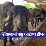 Winter Dairy Animal Care 1