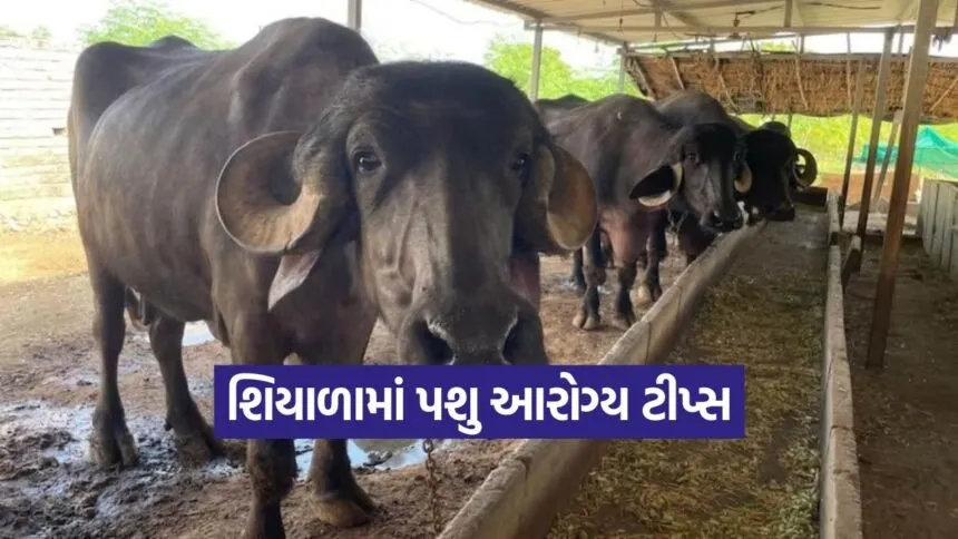 Winter Dairy Animal Care 1