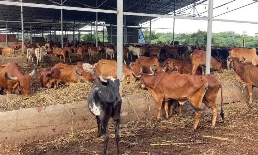 શિયાળામાં દૂધાળાં પશુઓની સંભાળ માટે જરૂરી પગલાં અને પોષણ માર્ગદર્શિકા 3 Winter Dairy Animal Care 2.png