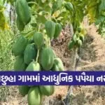 Papaya Farming 1