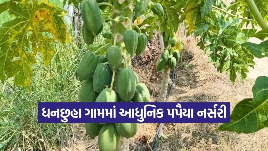 Papaya Farming 1