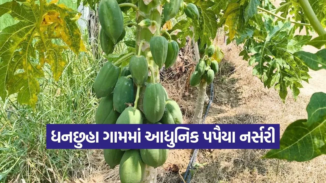 Papaya Farming 1.jpg