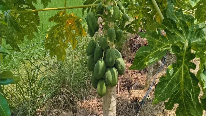 ધનછુહા ગામમાં પપૈયાની ઉત્તમ જાતોની ખેતી તરફ ખેડૂતોનું વધતું વલણ 2 Papaya Farming 1.png