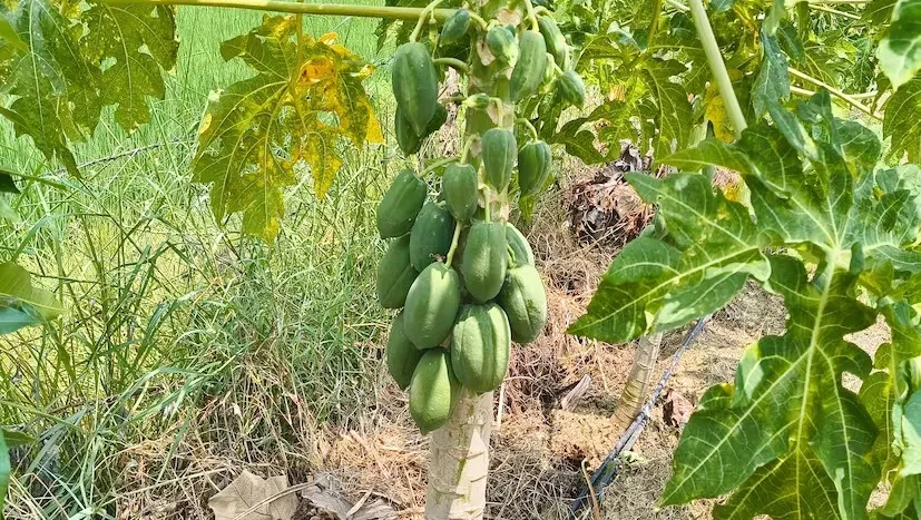 ધનછુહા ગામમાં પપૈયાની ઉત્તમ જાતોની ખેતી તરફ ખેડૂતોનું વધતું વલણ 3 Papaya Farming 2.png