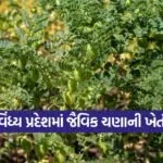 Organic Chickpea Farming 1