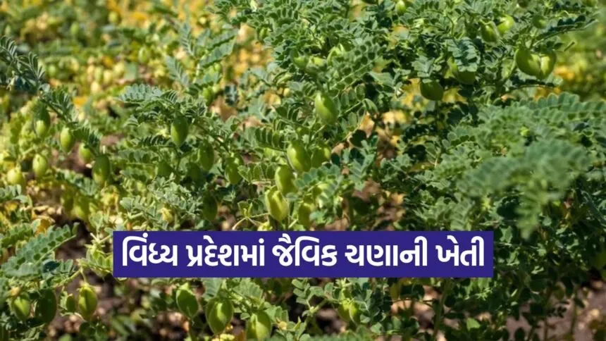 Organic Chickpea Farming 1