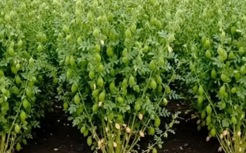 વિંધ્ય પ્રદેશમાં જૈવિક ચણાની ખેતીનો પ્રભાવ: ઓછા ખર્ચે વધુ ઉપજની સફળતા 3 Organic Chickpea Farming 2.png