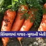Winter carrot and radishes Farming 1