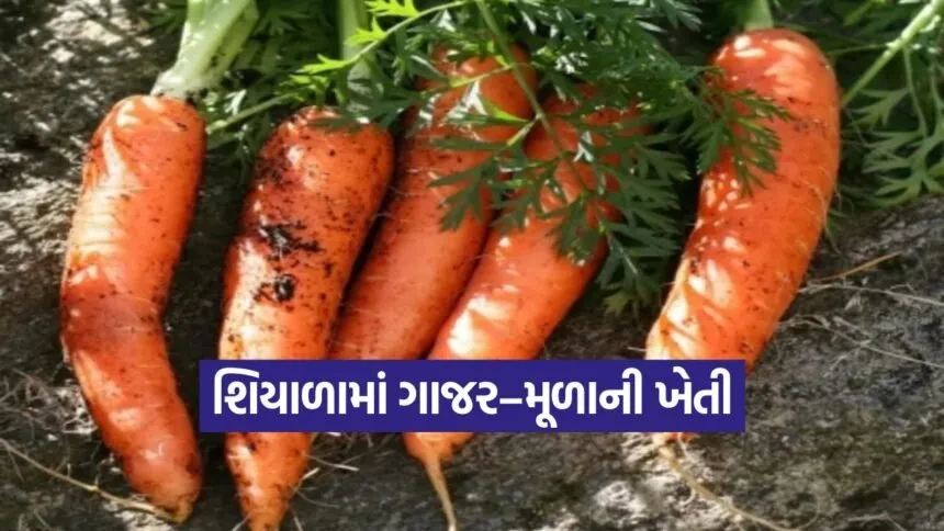 Winter carrot and radishes Farming 1