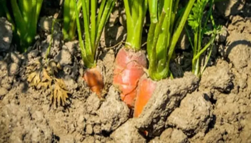 ઓછી મૂડીમાં 45 દિવસમાં ઊંચી આવક આપતી મૂળવાળી શાકભાજીની ખેતી હવે બની ખેડૂતોની પ્રથમ પસંદગી 3 Winter carrot and radishes Farming 1.png